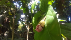 Ceiba speciosa