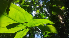 Ceiba speciosa