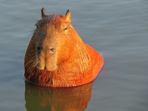 Capybara photographed in Florida