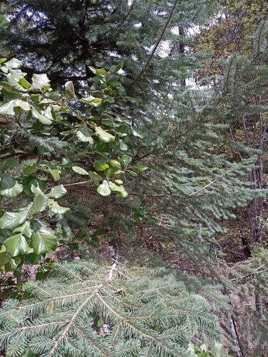 Image of Abies durangensis by (c) Arturo Castro Castro, some rights reserved (CC BY)