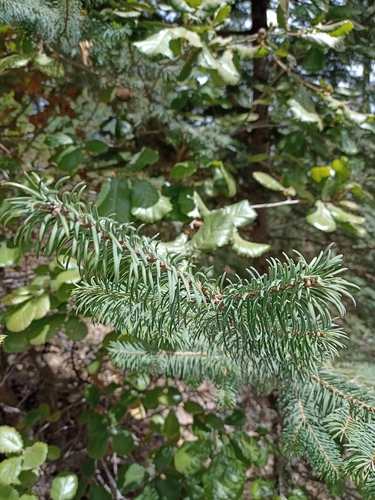 Image of Abies durangensis by (c) Arturo Castro Castro, some rights reserved (CC BY)