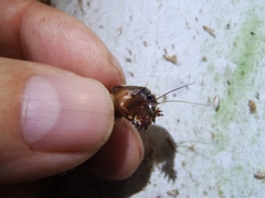 Neocurtilla hexadactyla