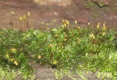 Thuidium peruvianum