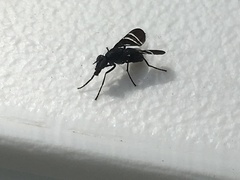 Tritoxa flexa