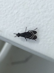 Tritoxa flexa
