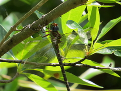 Coryphaeschna ingens