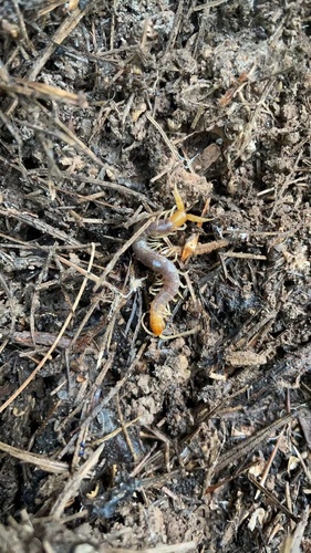 Theatops chuanensis