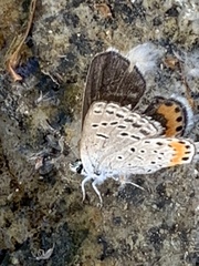 Icaricia lupini texanus
