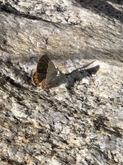 Icaricia lupini texanus