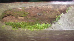 Thuidium peruvianum