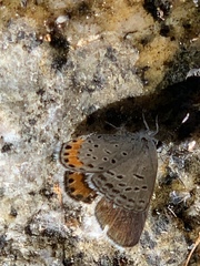 Icaricia lupini texanus