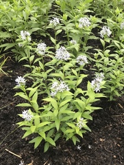 Amsonia illustris