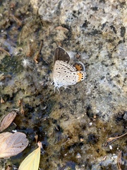 Icaricia lupini texanus