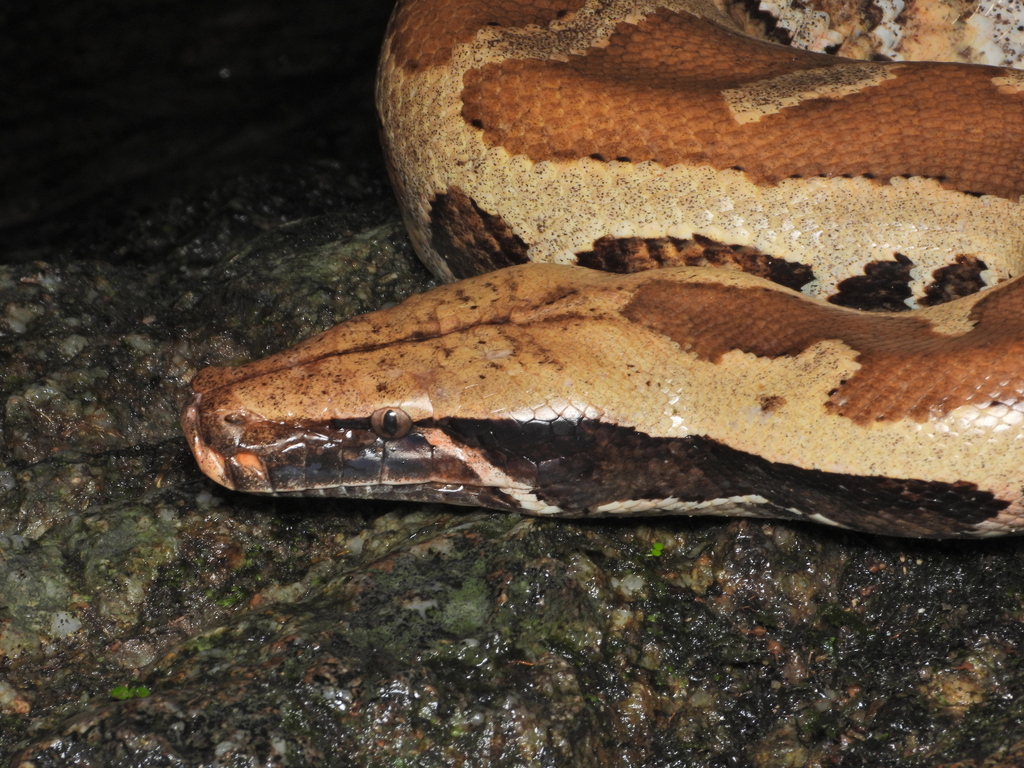 Python brongersmai