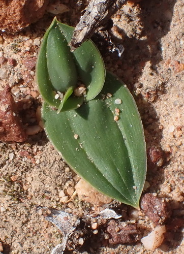 Drimia karooica