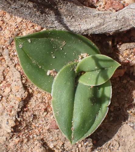 Drimia karooica
