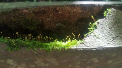 Thuidium peruvianum