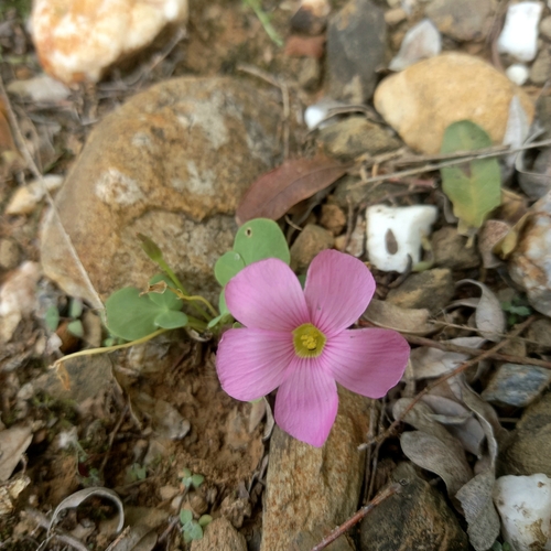 Image of Oxalis depressa by (c) kevin koen, some rights reserved (CC BY-SA)