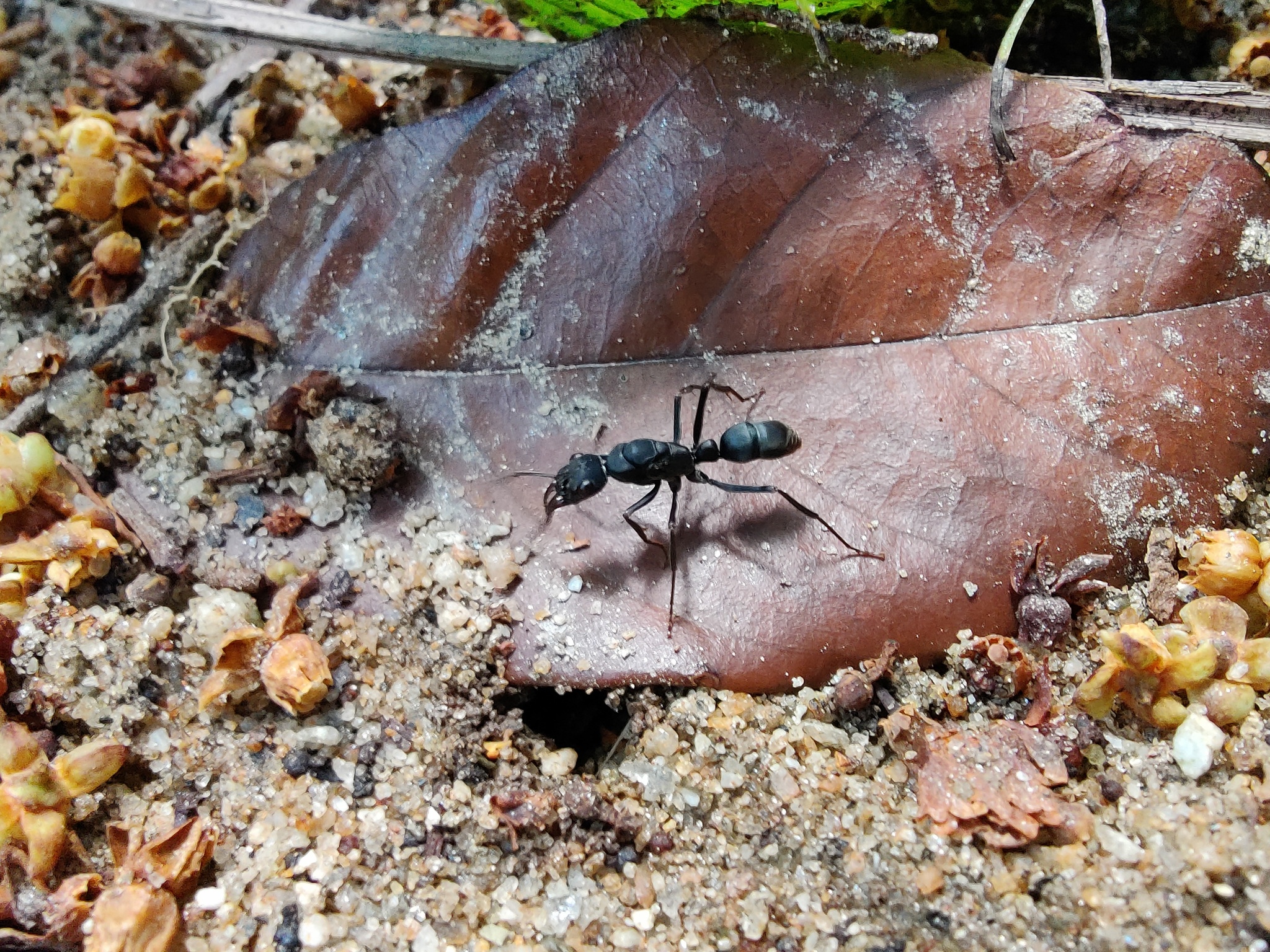Neoponera obscuricornis