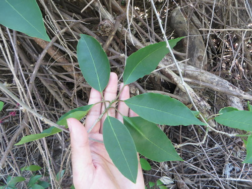 Trichostigma octandrum image