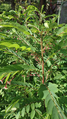 Phyllanthus pulcher