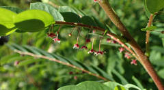 Phyllanthus pulcher