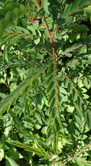 Phyllanthus pulcher