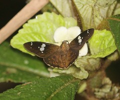 Celaenorrhinus putra