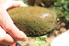 Kinosternon sonoriense