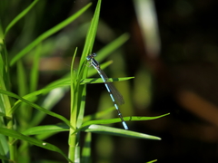 Argia bipunctulata