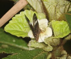 Celaenorrhinus putra