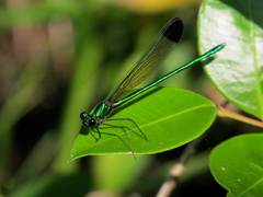 Calopteryx dimidiata