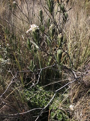 Linochilus rupestris