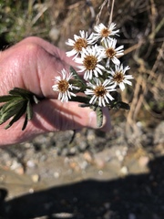 Linochilus rupestris