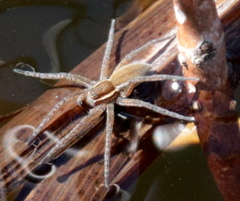 Dolomedes striatus