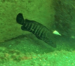 Cephalopholis panamensis
