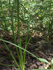 Cladium mariscus jamaicense