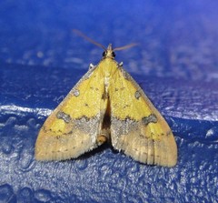 Choristostigma zephyralis