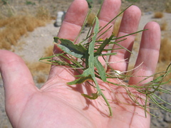 Sisymbrium orientale