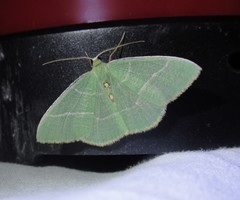 Nemoria glaucomarginaria