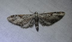 Eupithecia nevadata