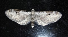 Eupithecia nevadata