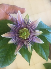 Passiflora alata × caerulea