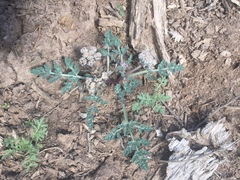Vesper constancei