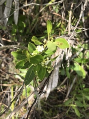 Ilex vomitoria image