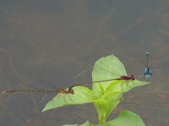 Enallagma dubium