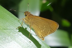 Cobalopsis vorgia