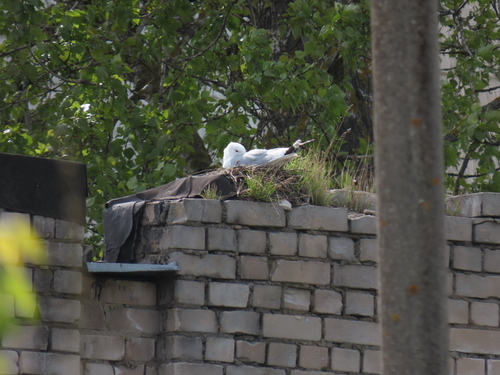 Gaviota cana (Larus canus)