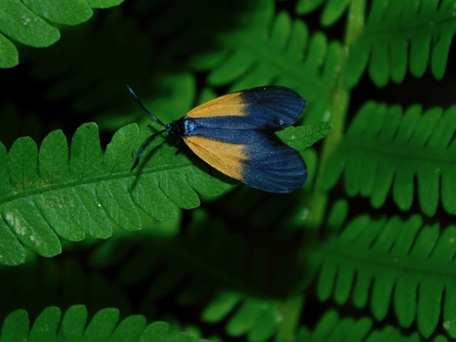 Orange-patched Smoky Moth