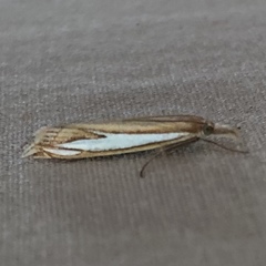 Crambus satrapellus